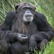 Image for article titled Genetic diversity among chimpanzees reveals just how closely related humans really are